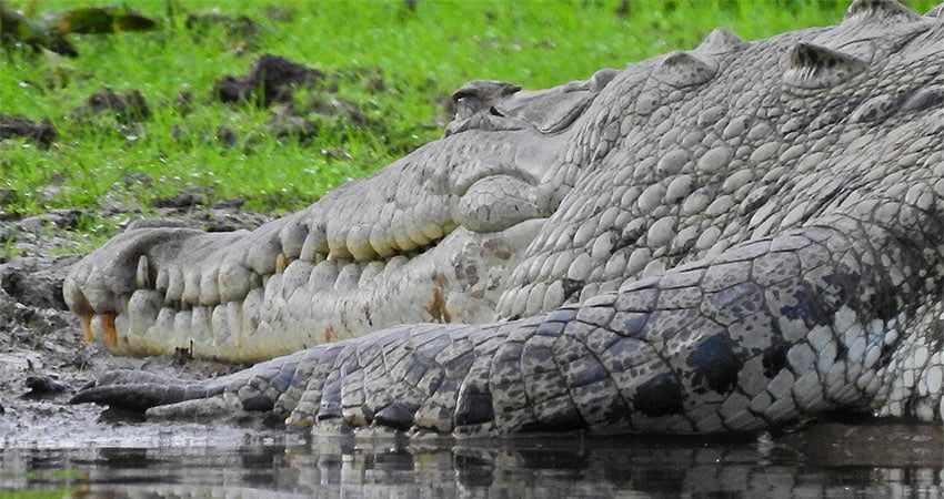 crocodile in costa rica