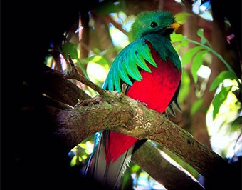 You are currently viewing The Quetzal extension vacation package
