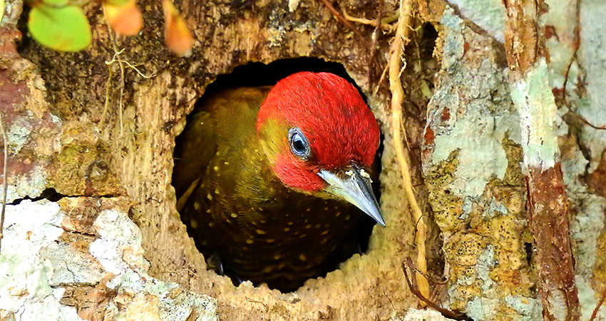 Costa Rica Birding Tours and Vacation Packages