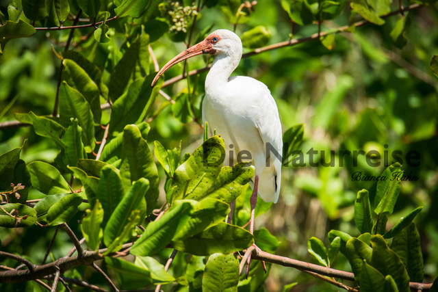Ibis Weisser Costa Rica