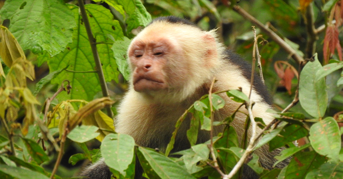 Monkeys in Costa Rica at the Wildlife Refuge of Caño Negro